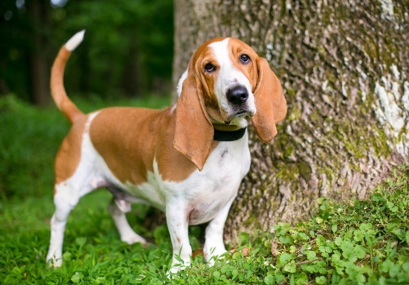 10 Interesting Basset Hound Facts to Know (Vet-Verified)
