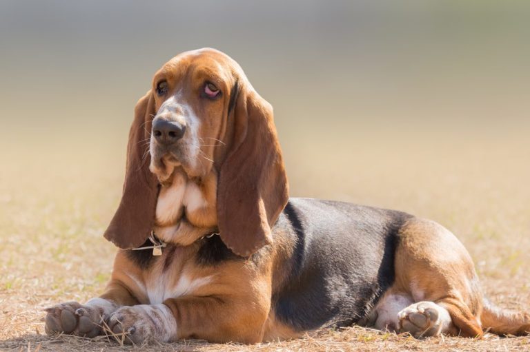 Do Basset Hounds Make Good Apartment Dogs? Facts & FAQ