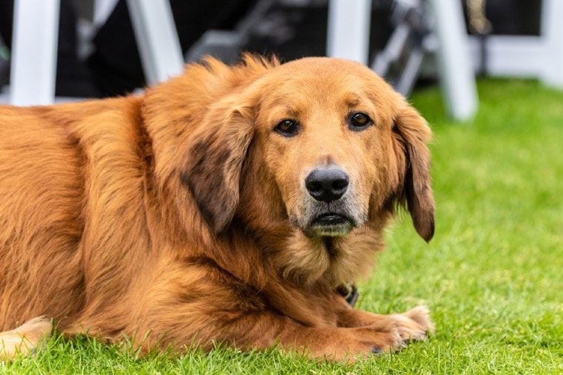 Basset Retriever (Golden Retriever & Basset Hound Mix): Info, Pictures & Care