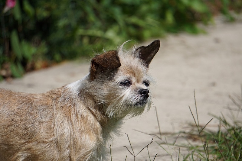 Bea Griffon (Brussels Griffon & Beagle Mix): Info, Pictures, Traits & Care