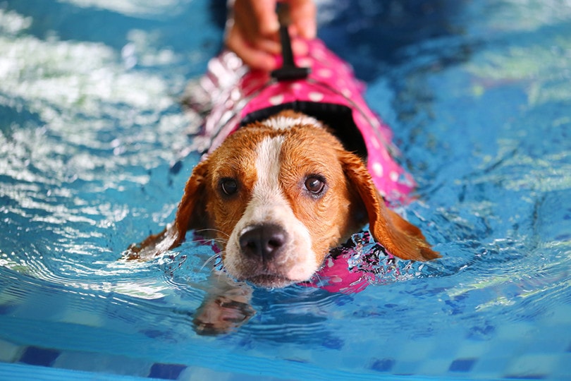 Do Beagles Like Water? Vet-Approved Swimming Tips & Breed Preferences
