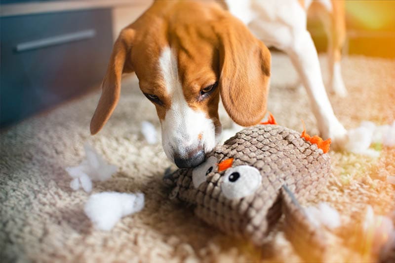How to Teach Your Dog Not to Destroy Toys: 6 Vet-Approved Methods