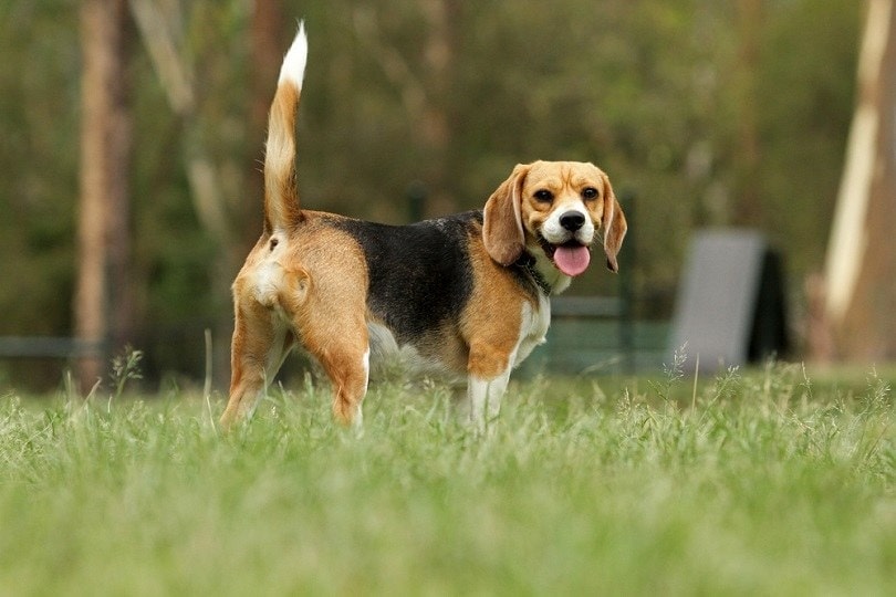 Do Beagles Make Good Pets? Pros, Cons & Advice