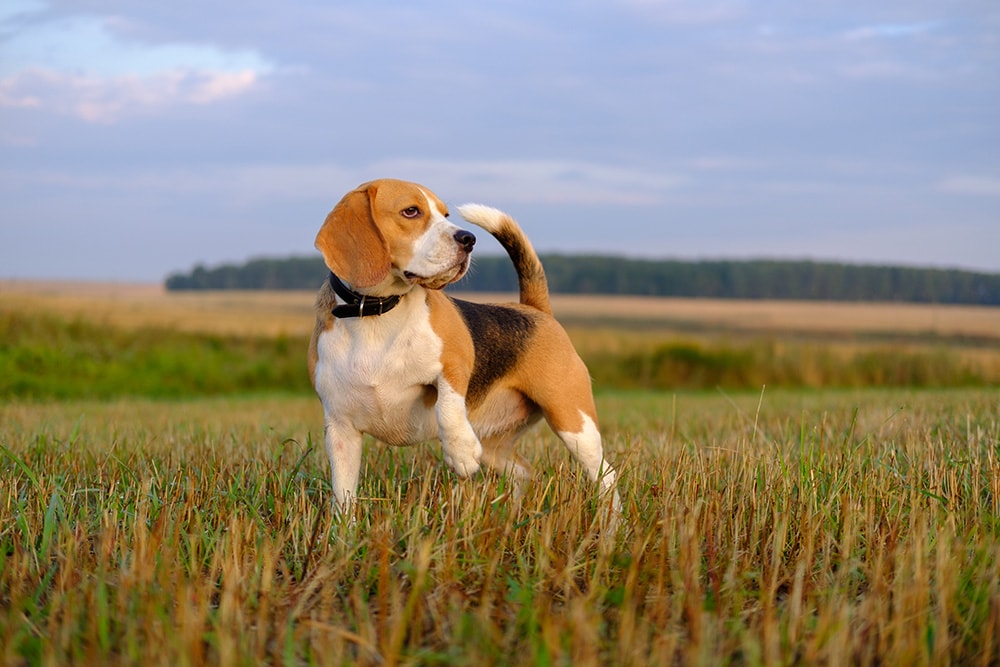 4 Common Types of Beagles (With Pictures)
