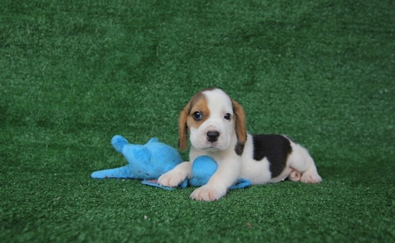 How to Potty Train a Beagle Puppy: 7 Vet-Verified Steps