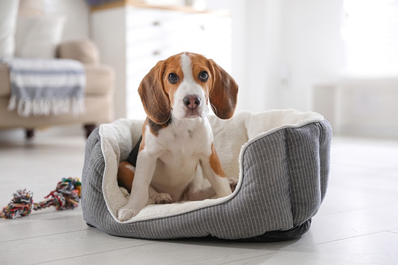 How to Help Your Dog Adjust to Your New Home: 7 Vet-Approved Tips