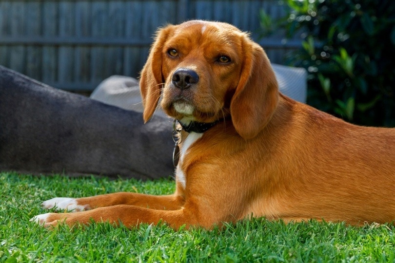 Beaglier (Beagle & King Charles Spaniel Mix): Info, Pictures, Care Guide & More
