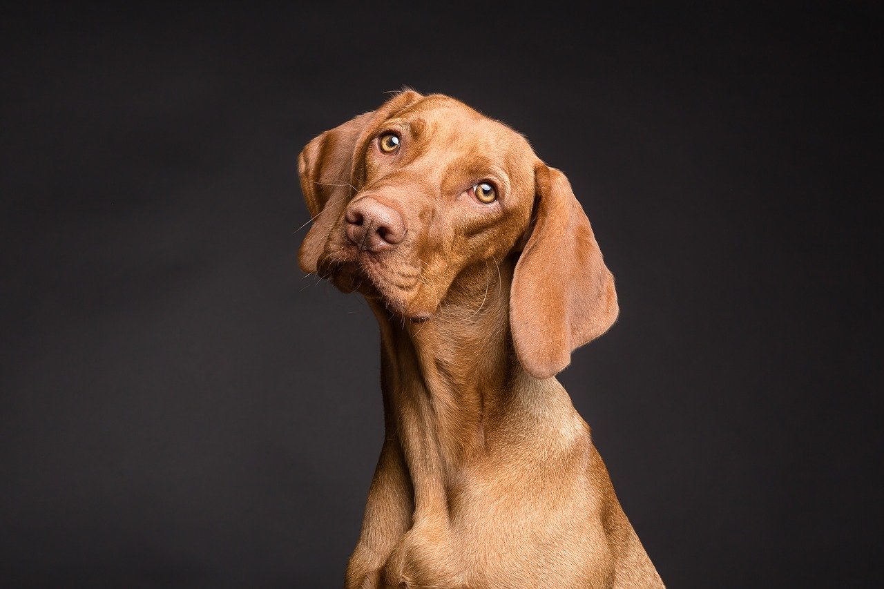 9 Common Eye Problems for Dogs: Vet-Reviewed Causes, Signs & Treatments