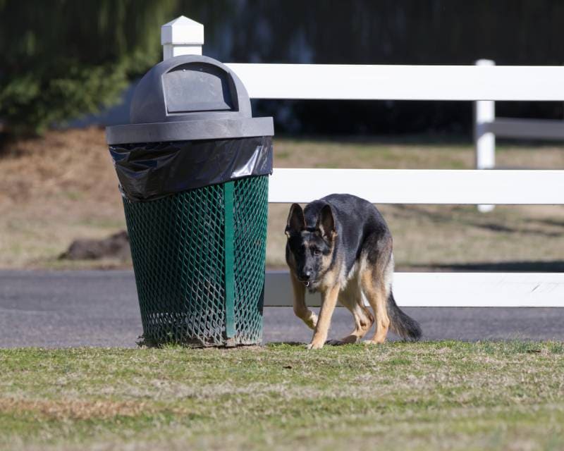 10 Great Tips on How to Dog-Proof a Trash Can: Vet-Approved Advice & Choices