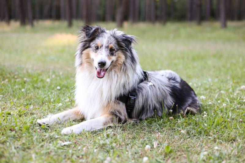 15 Great Off-Leash Dog Parks in Ireland (2026 Guide)