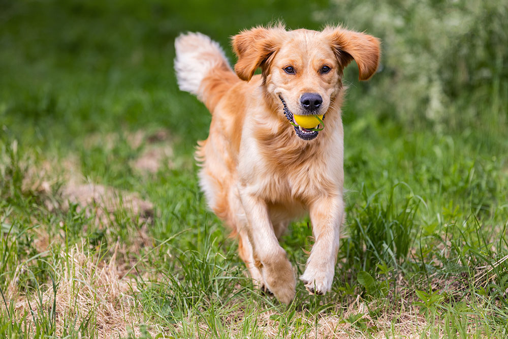How Much Exercise Is Too Much for a Dog? Over Exercise Signs (Vet Verified)