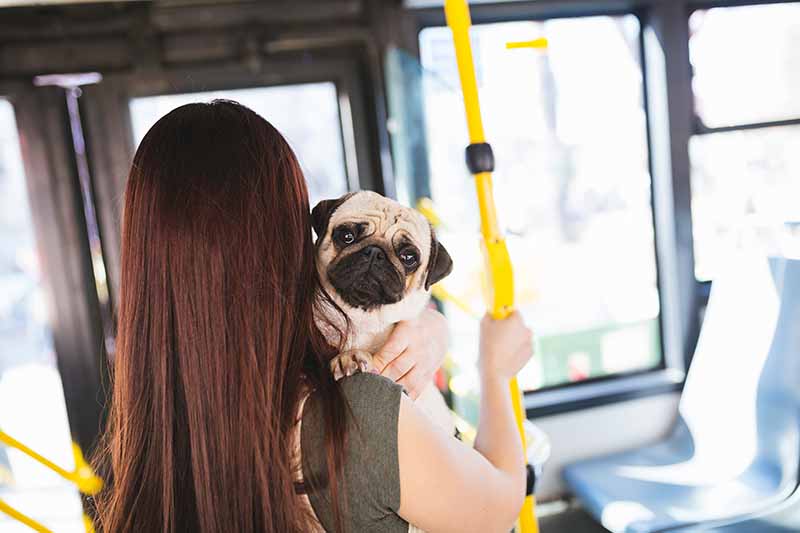 Are Dogs Allowed on Greyhound Buses? (Updated in 2026)