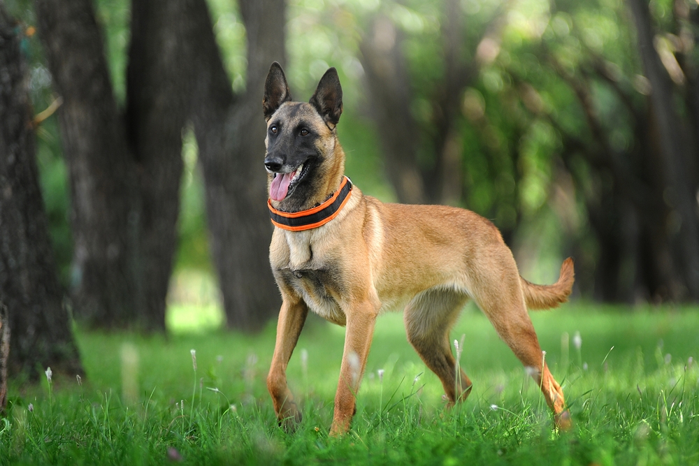 9 Belgian Dog Breeds: Info, Pictures & History