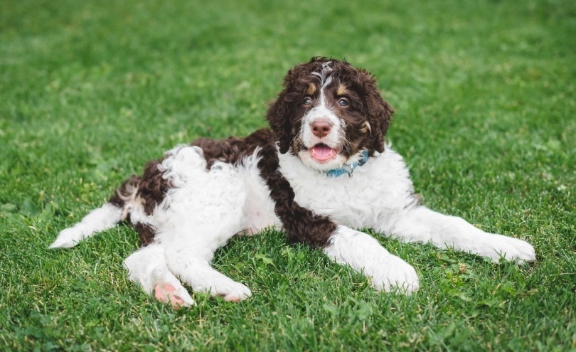 Bernedoodle (Bernese Mountain Dog & Poodle Mix): Info, Pictures, Care & More