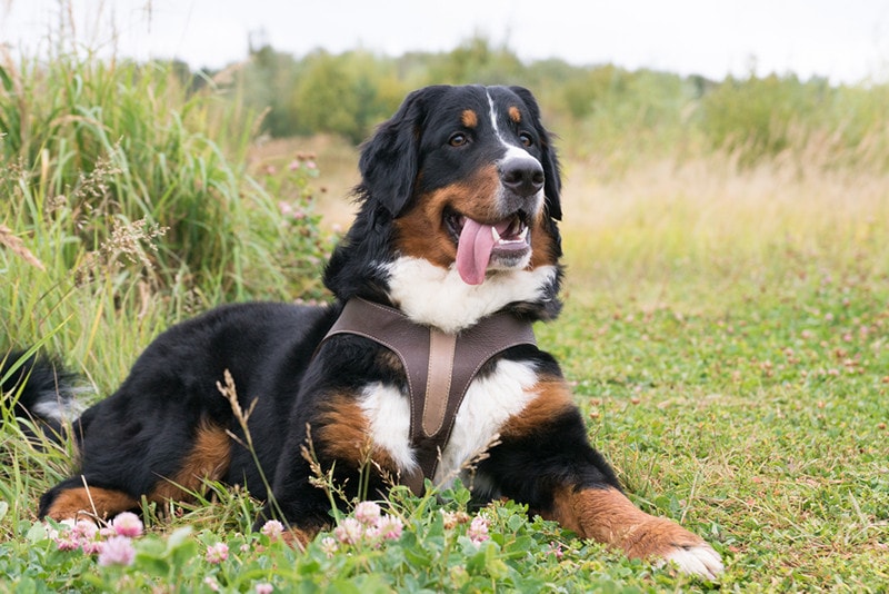 10 Best Harnesses for Bernese Mountain Dogs in 2026: Reviews & Top Picks
