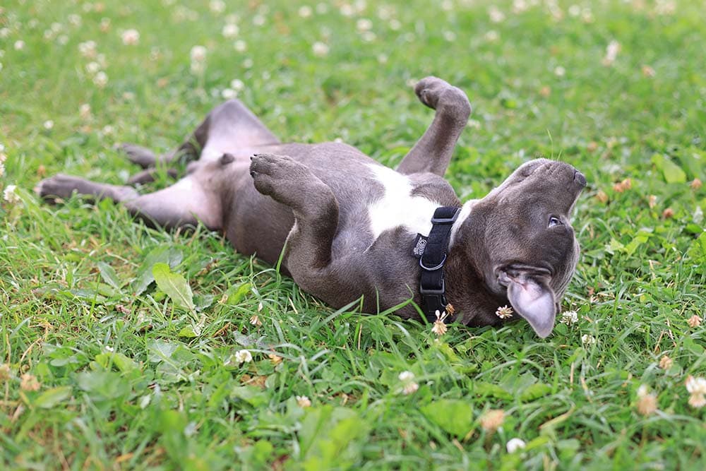 How to Teach a Dog to Roll Over: Vet-Approved Step-by-Step Guide