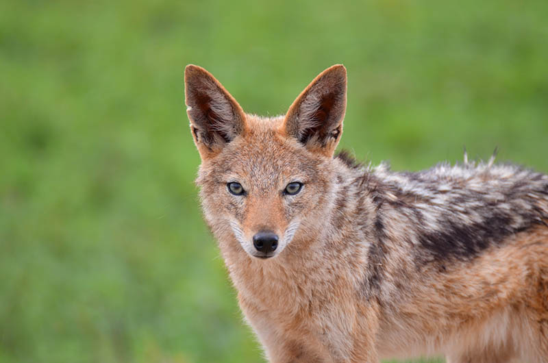 Can You Keep a Jackal as a Pet? Can They Be Domesticated?
