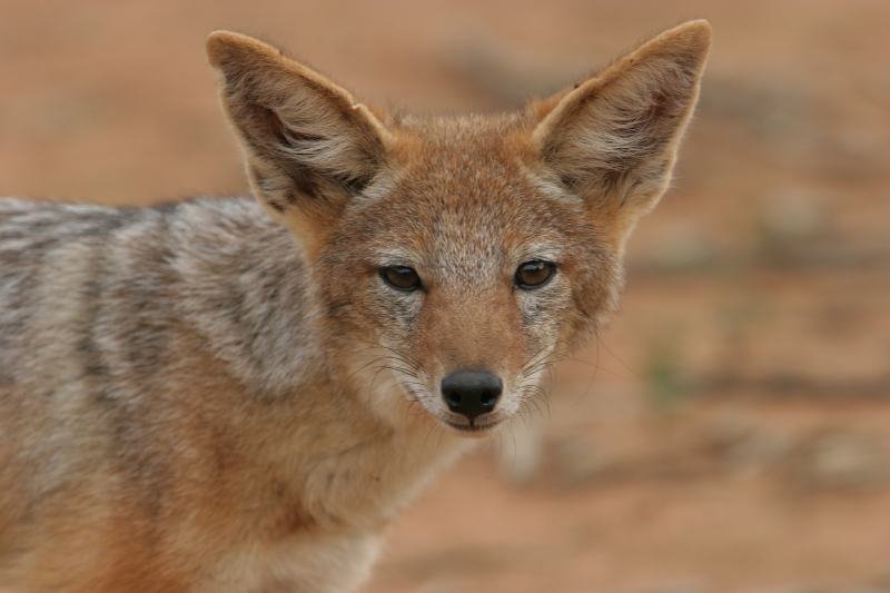 Are Jackal Dog Hybrids Real? Vet-Reviewed Facts & FAQ