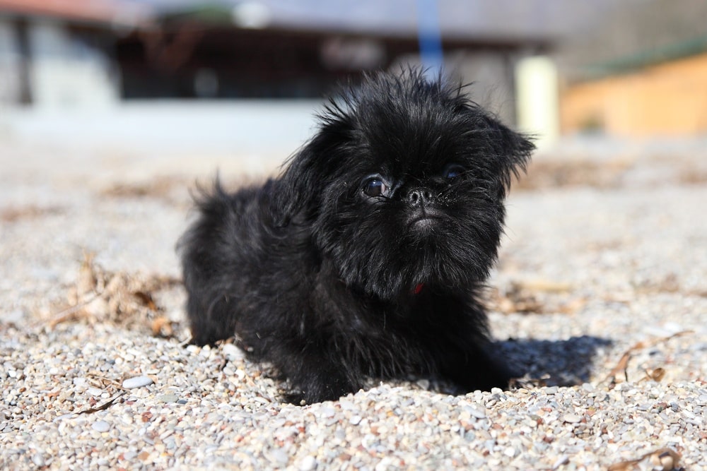 Black Brussels Griffon puppy