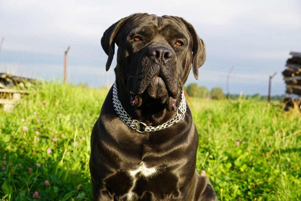 12 Surprising English Mastiff Facts: Vet-Approved Guide