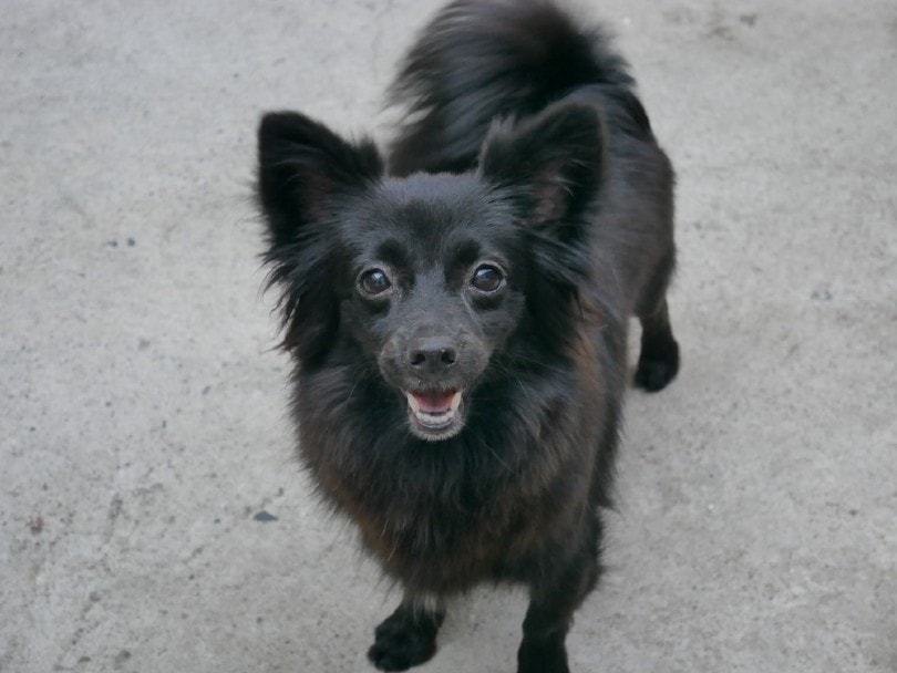 Dameranian (Dachshund & Pomeranian Mix): Info, Pictures, Care & More