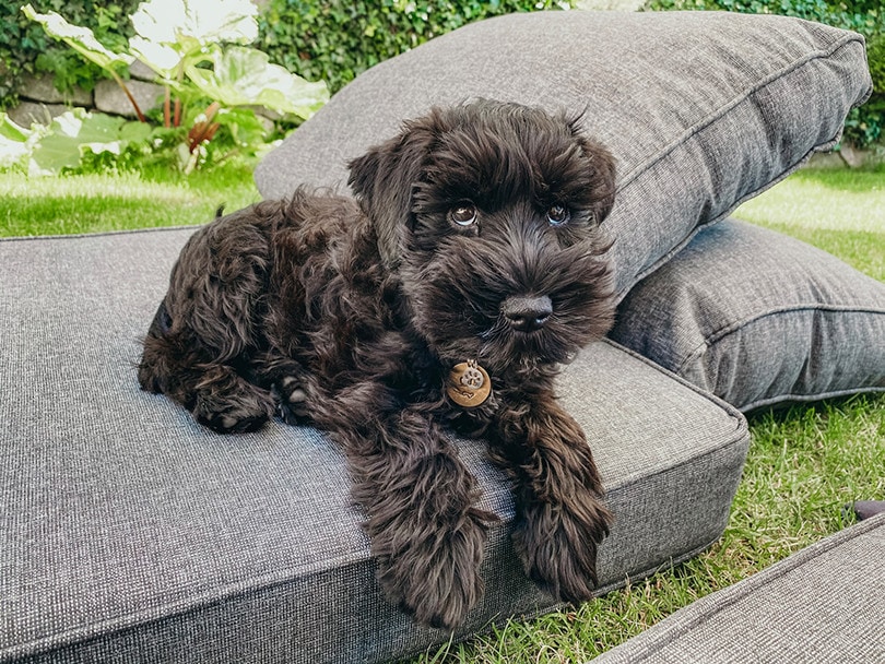 Do Miniature Schnauzers Like to Cuddle? Personality Traits & Facts