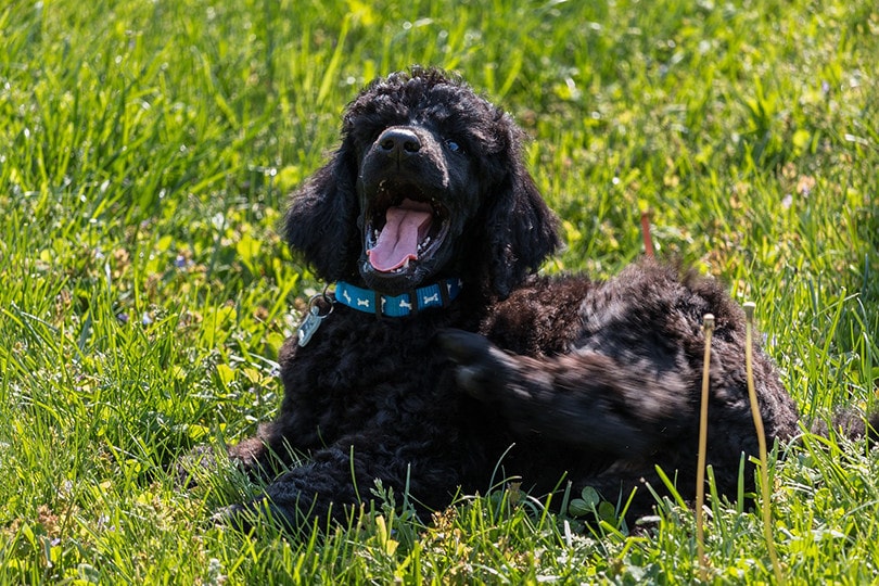 Black Poodle: Info, Pictures, Origin & History