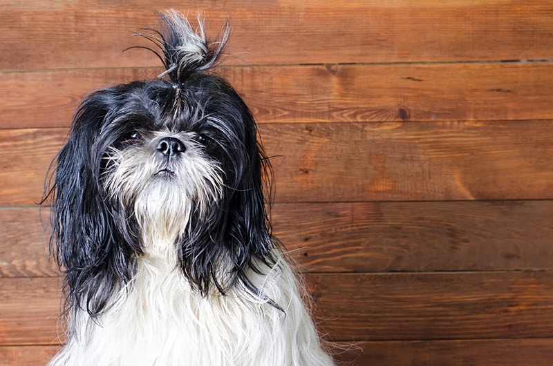 How Long Do Shih Tzus Live? Average Lifespan, Vet-Reviewed Data & Care Guide