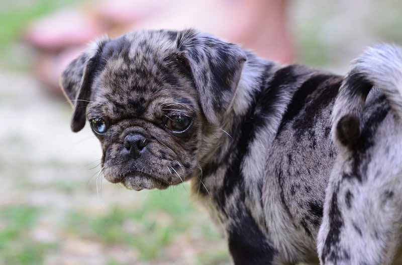 Merle Pug: Info, Pictures, Origin & History