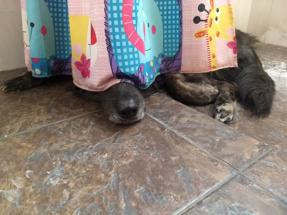 Black dog hinding behind a curtain