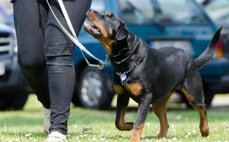 How to Train a Search & Rescue Dog: 8 Expert Tips