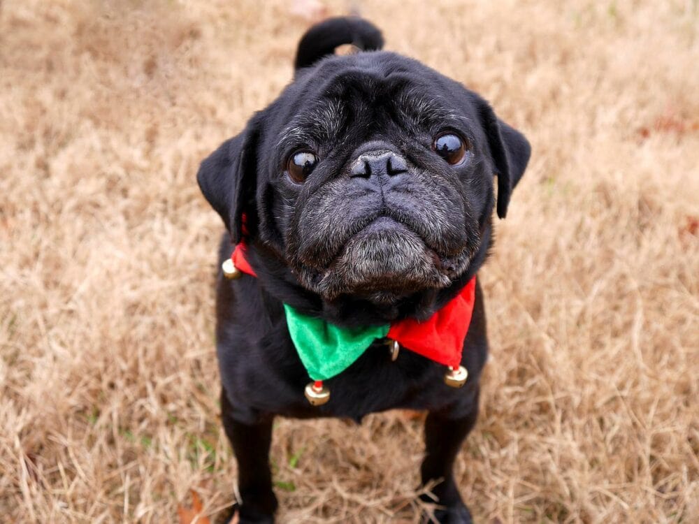 8 Awesome DIY Christmas Dog Collars You Can Make Today (With Pictures)