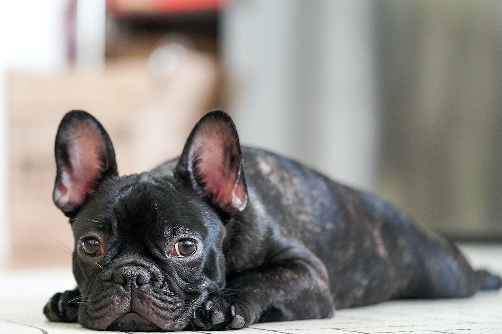 Is a French Bulldog Good for a First-Time Dog Owner? Breed Pros & Downsides
