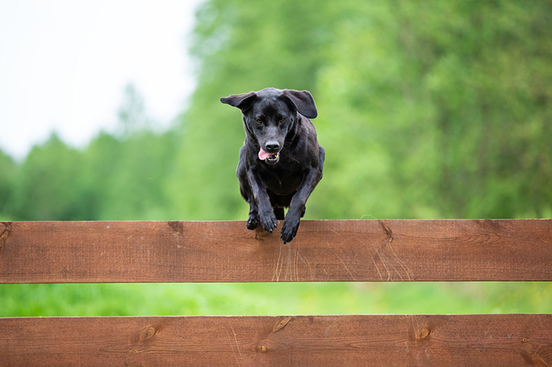 How to Keep a Dog From Jumping & Climbing the Fence: 12 Vet-Approved Tips