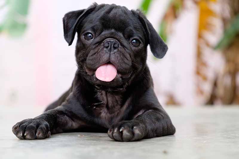 Black Pug: Info, Pictures, Origin & History