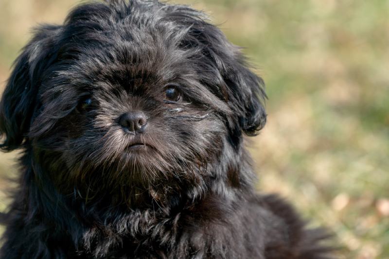 Black Shih Tzu: Info, Pictures, Origin & History