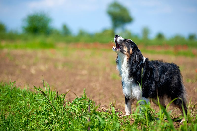 Why Do Australian Shepherds Howl? 10 Vet Reviewed Reasons