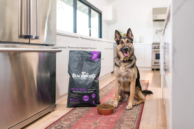 Blackwood Natural Dog Food