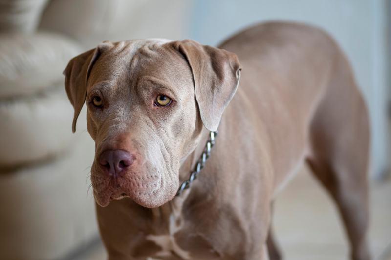 10 Pros & Cons of Having a Pitbull (With Care Tips)
