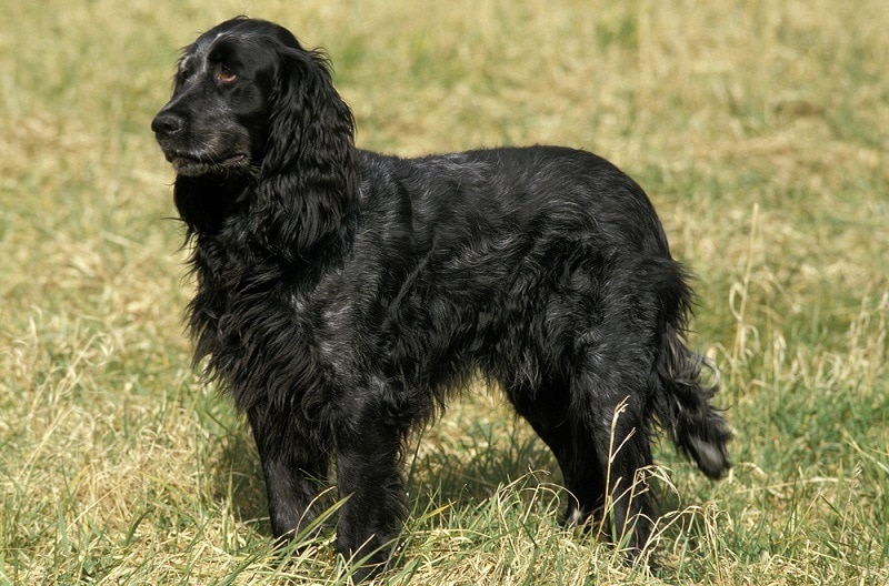 Blue Picardy Spaniel Dog Breed: Info, Pictures, Care Guide & Traits