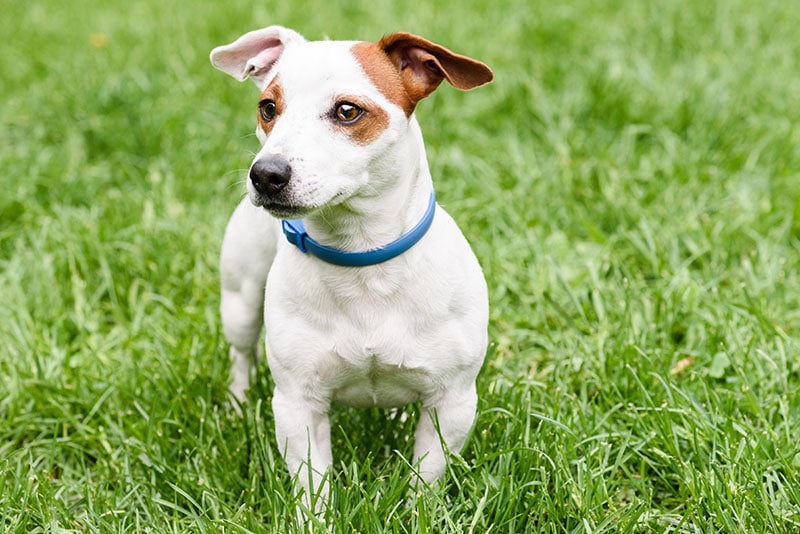 10 Best Flea Collars for Small Dogs in 2026: Reviews & Top Picks