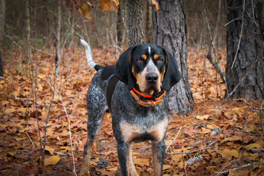 Bluetick Coonhound: Info, Pictures, Traits & Care