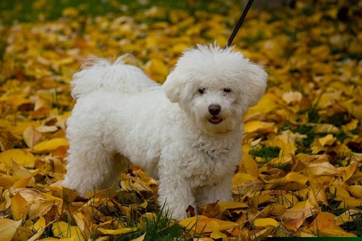 Bolognese Dog Breed: Info, Pictures, Facts & Traits