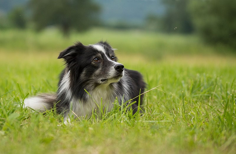 My Dog Keeps Eating Flies, What Should I Do? Vet-Verified Facts & FAQ