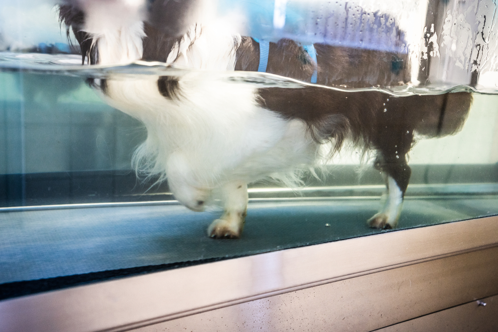 Hydrotherapy for Dogs: Vet-Verified Facts & FAQ