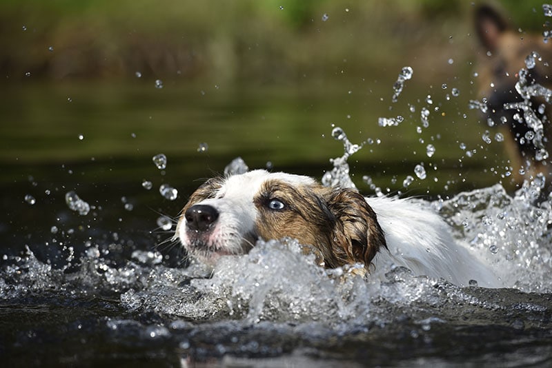 Swimmer’s Tail in Dogs: Vet Approved Signs, Causes & Treatment