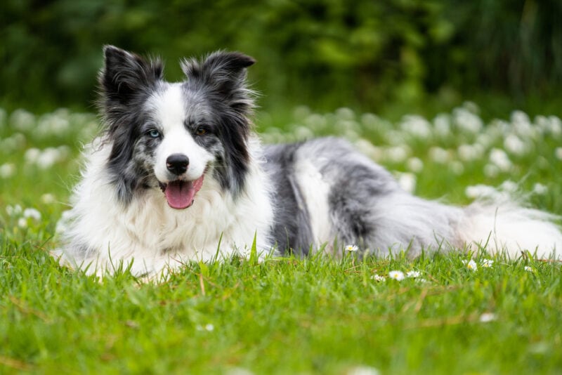 Are Border Collies Good for First-Time Dog Owners? Important Answer!