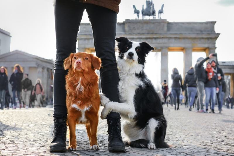 What Does Dog Culture Look Like in Germany? How They Fit In