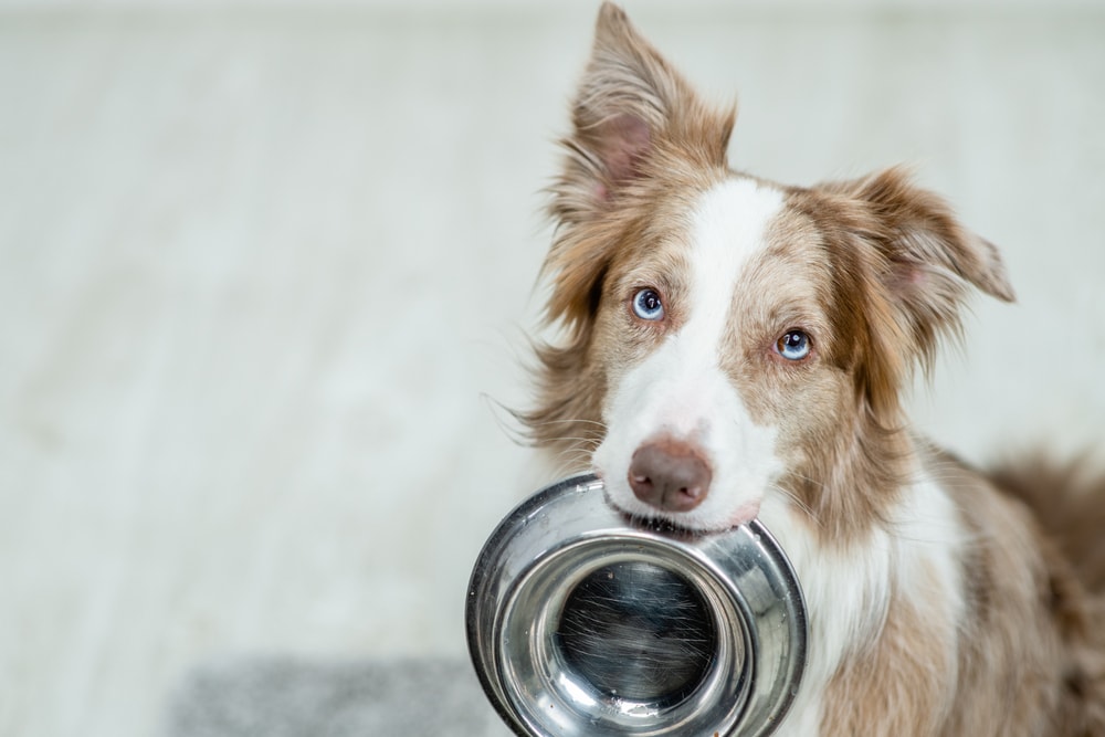 Fasting for Dogs: Vet-Verified Facts, Pros, Cons & FAQ