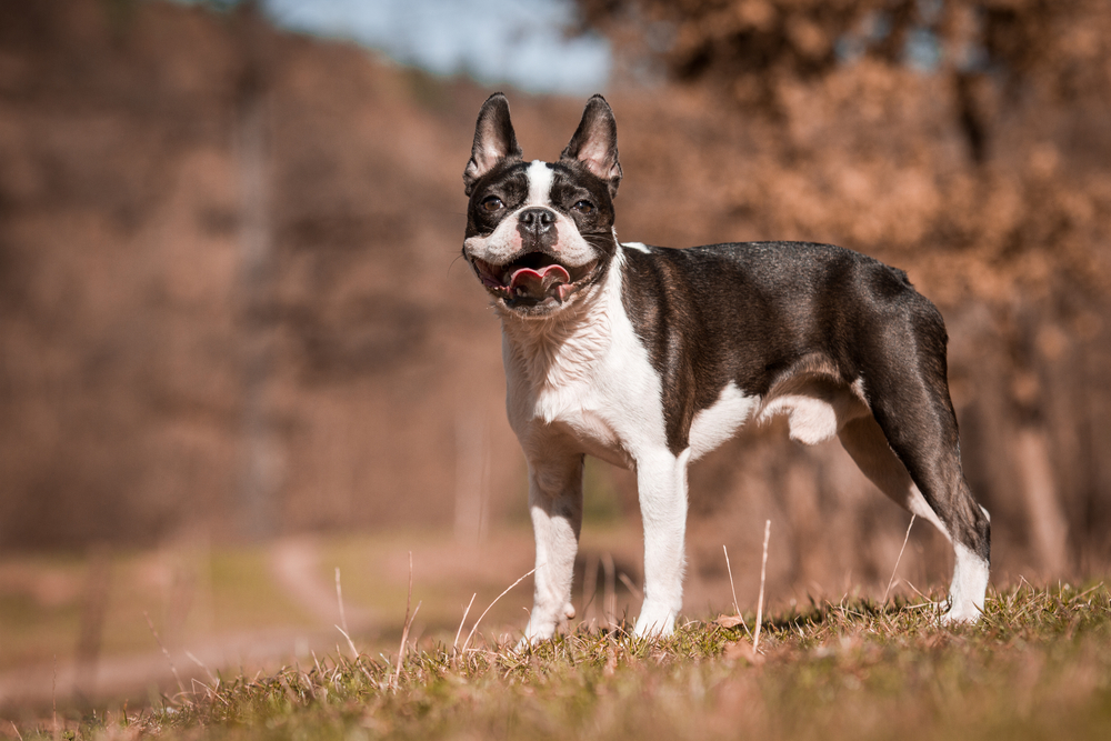 How Smart Are Boston Terriers? Vet-Verified Facts & FAQ